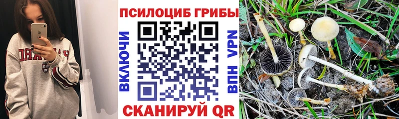 Галлюциногенные грибы GOLDEN TEACHER дарк нет как зайти Камышин хочу наркоту